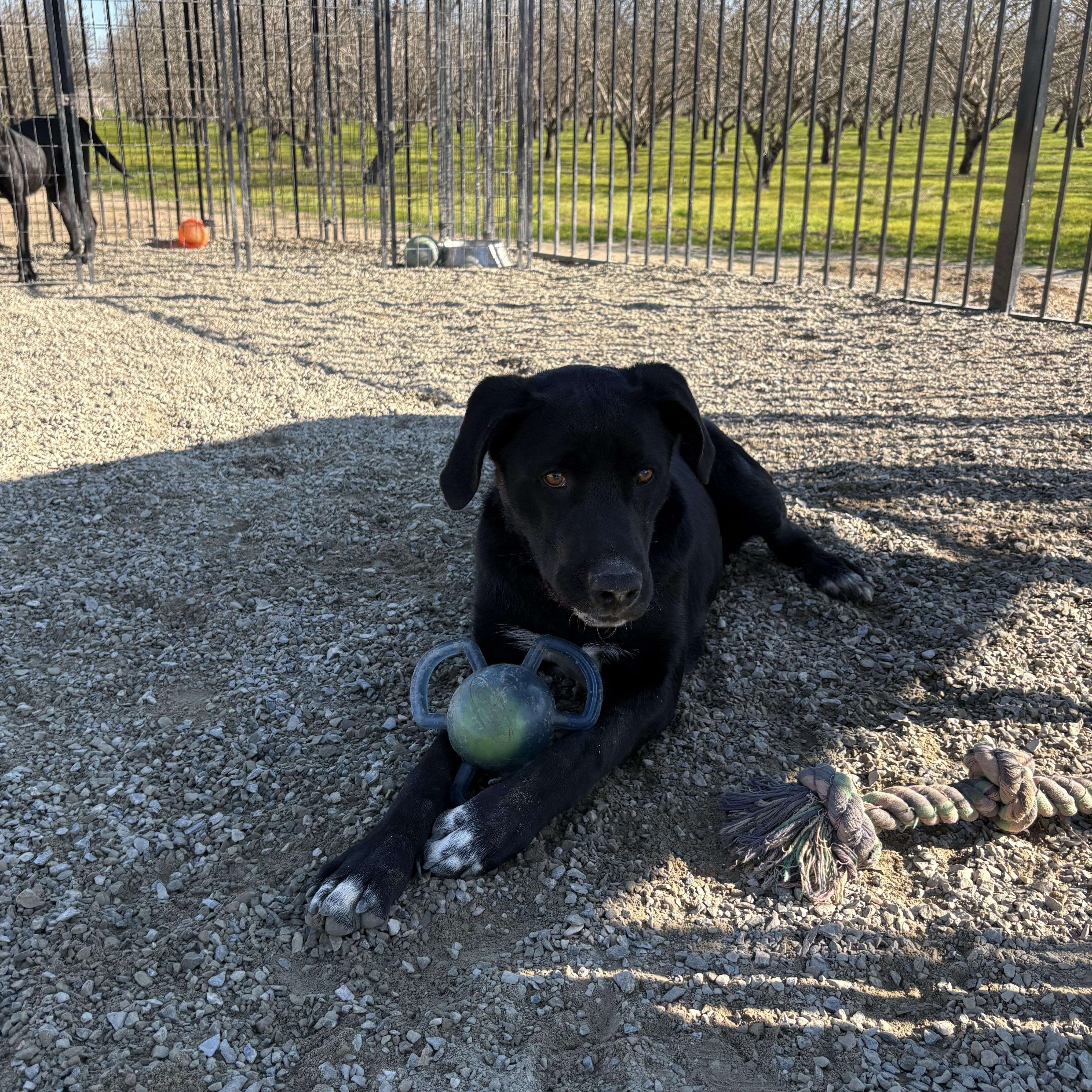 Enlarge Bobble 0124, a Adoptable mixed breed in Sonora, CA image 2/6