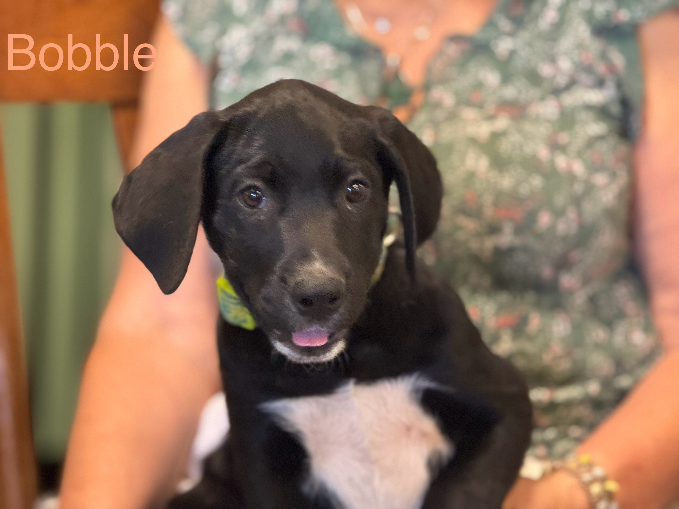 Enlarge Bobble 0124, a Adoptable mixed breed in Sonora, CA image 3/6