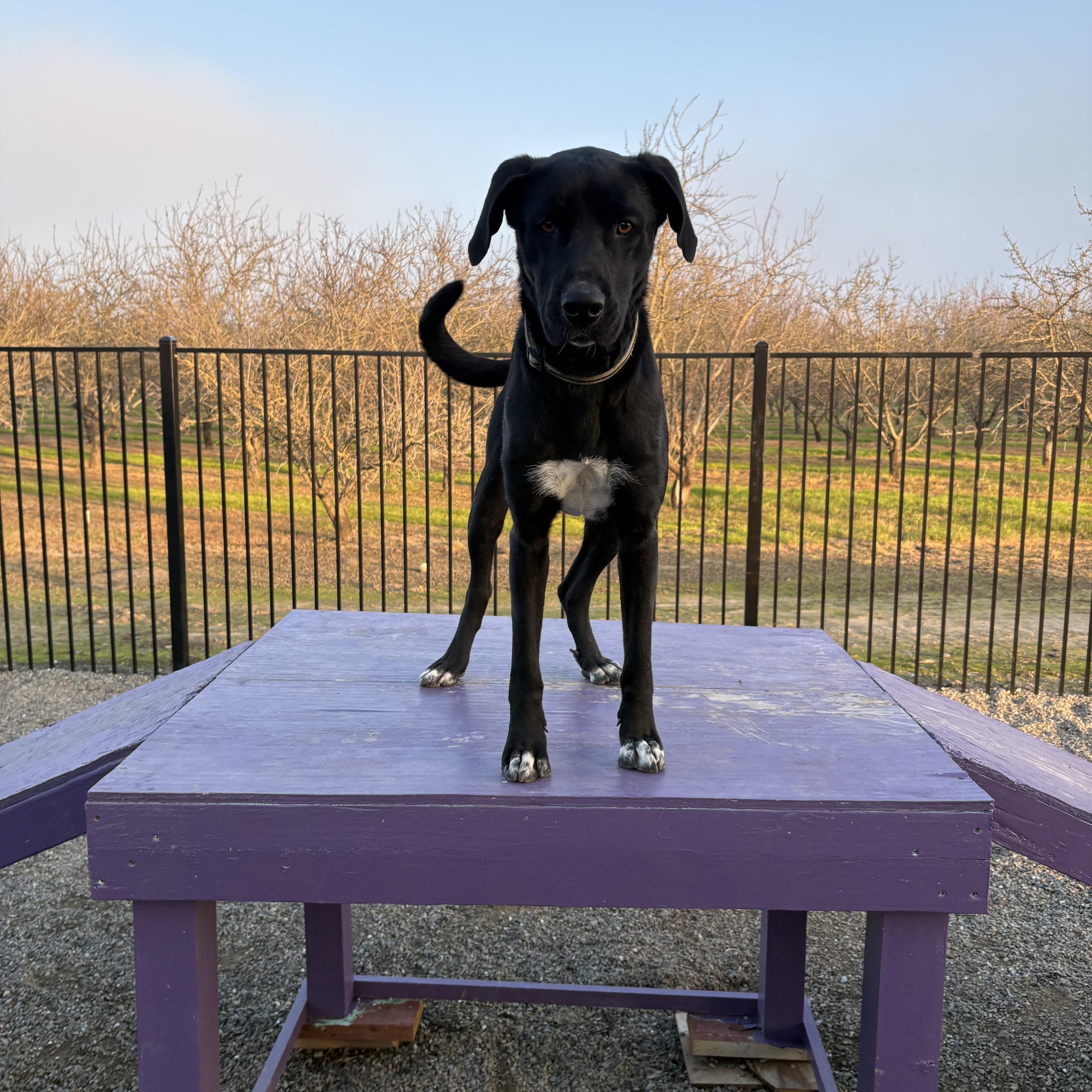 Enlarge Bobble 0124, a Adoptable mixed breed in Sonora, CA image 3/6