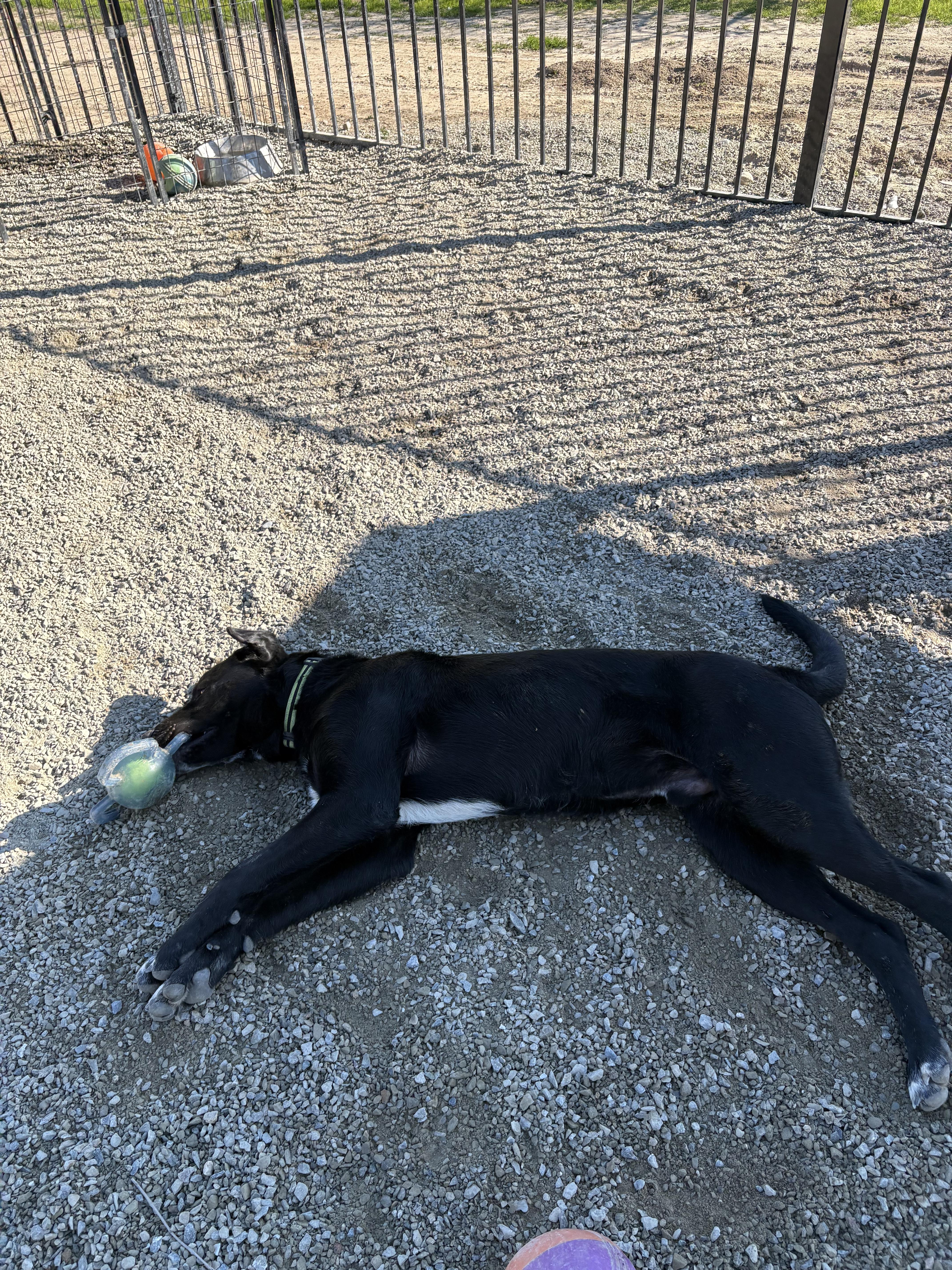 Enlarge Bobble 0124, a Adoptable mixed breed in Sonora, CA image 6/6