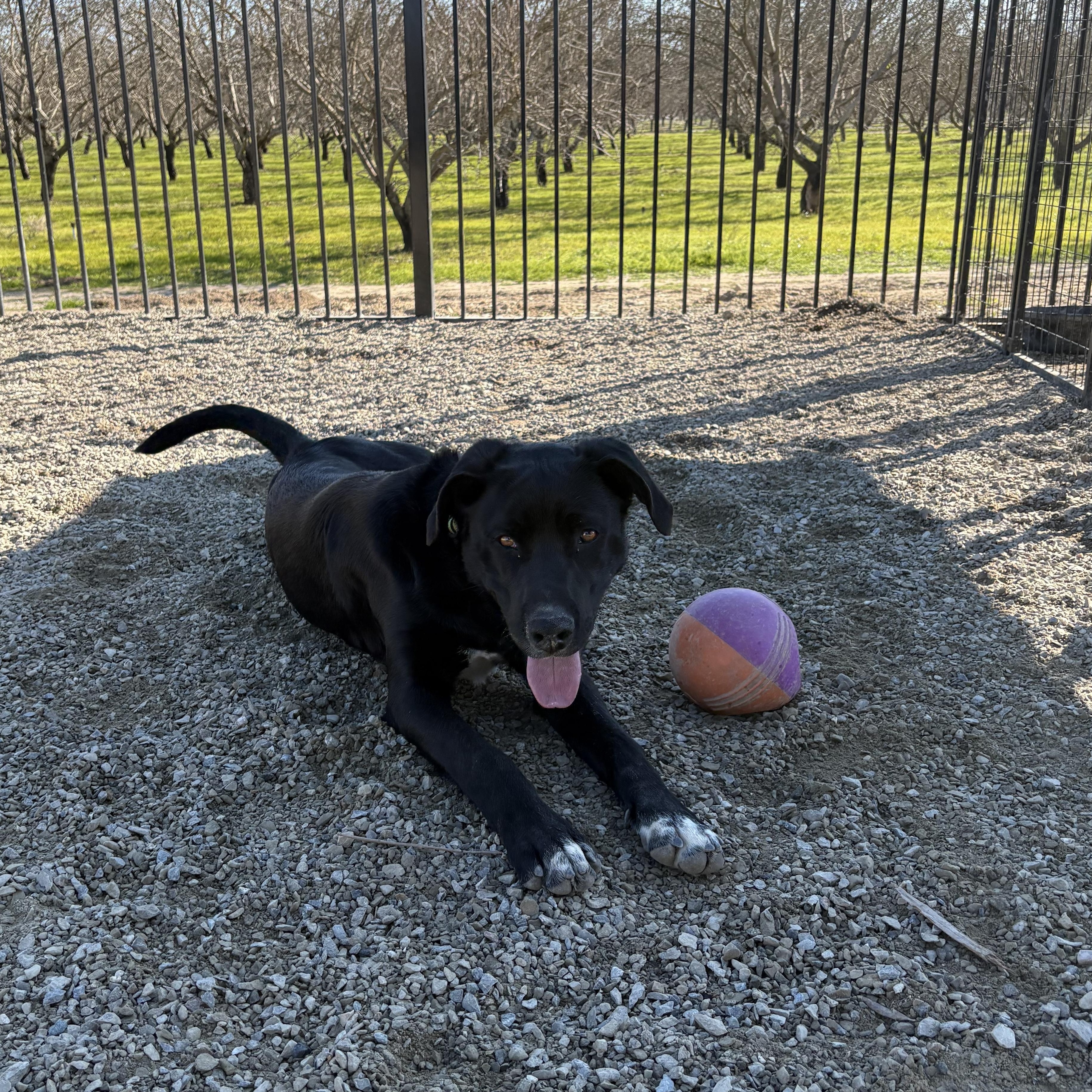 Bobble 0124, Adoptable, Young Male Border Collie & Great Dane.