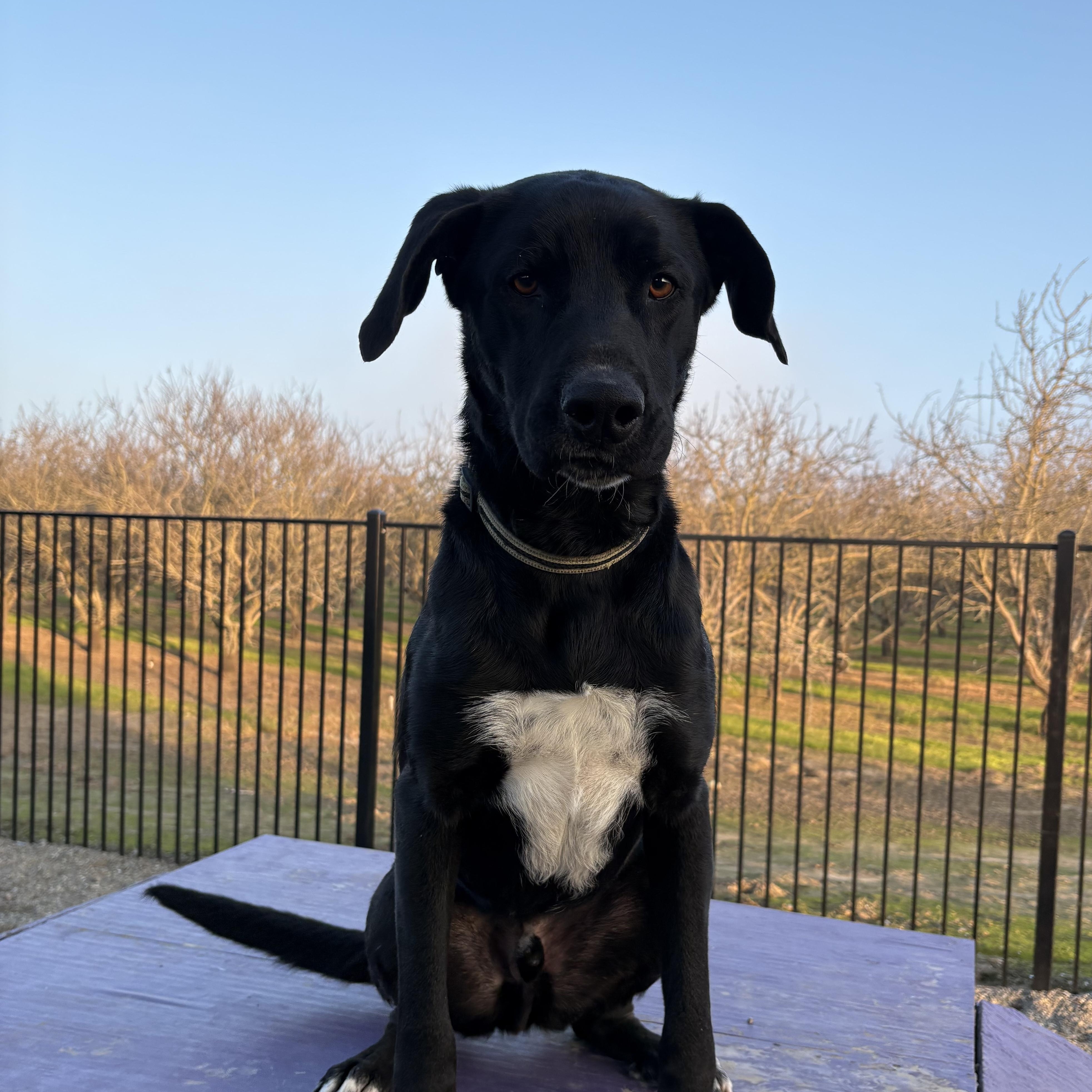 Enlarge Bobble 0124, a Adoptable mixed breed in Sonora, CA image 1/6