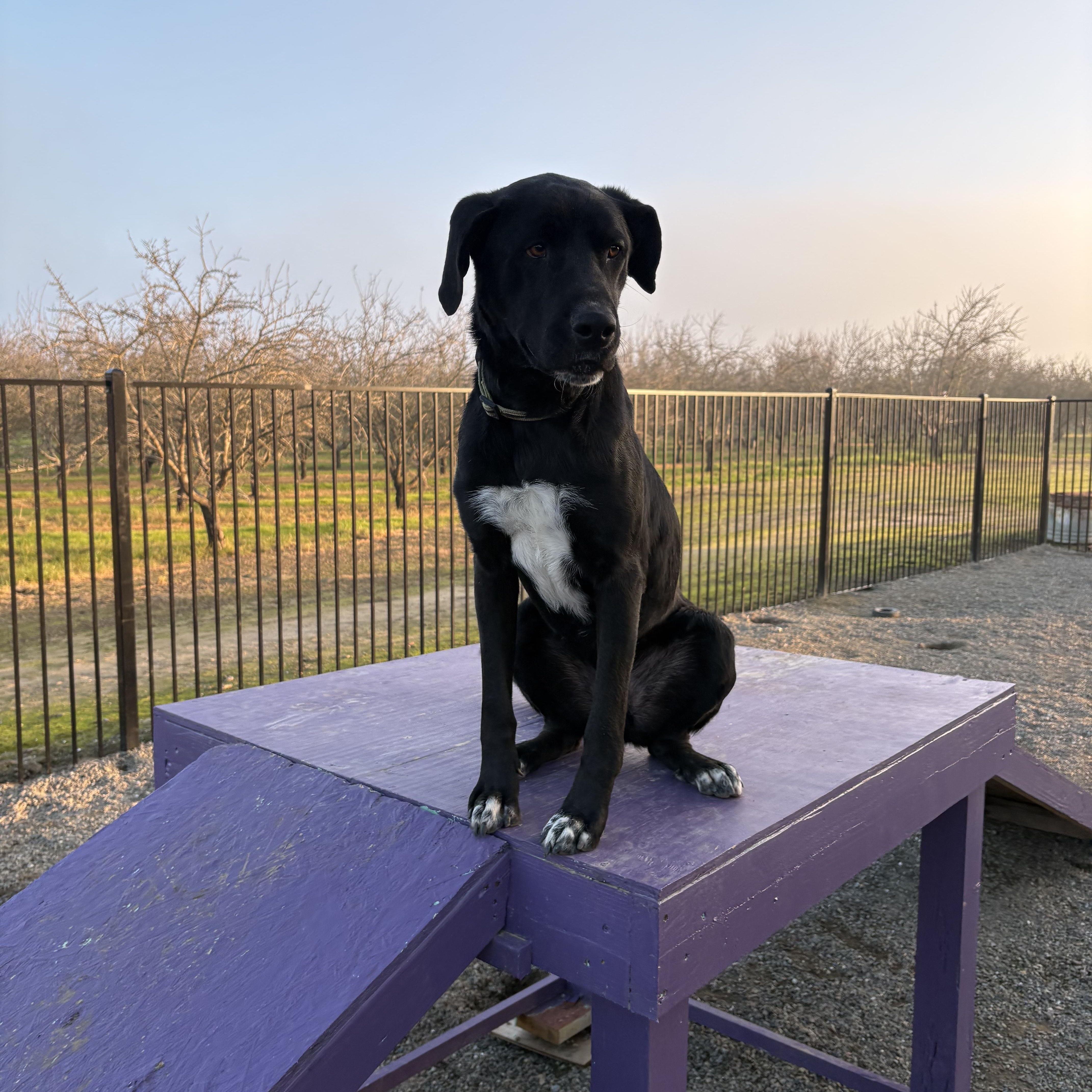 Enlarge Bobble 0124, a Adoptable mixed breed in Sonora, CA image 2/6