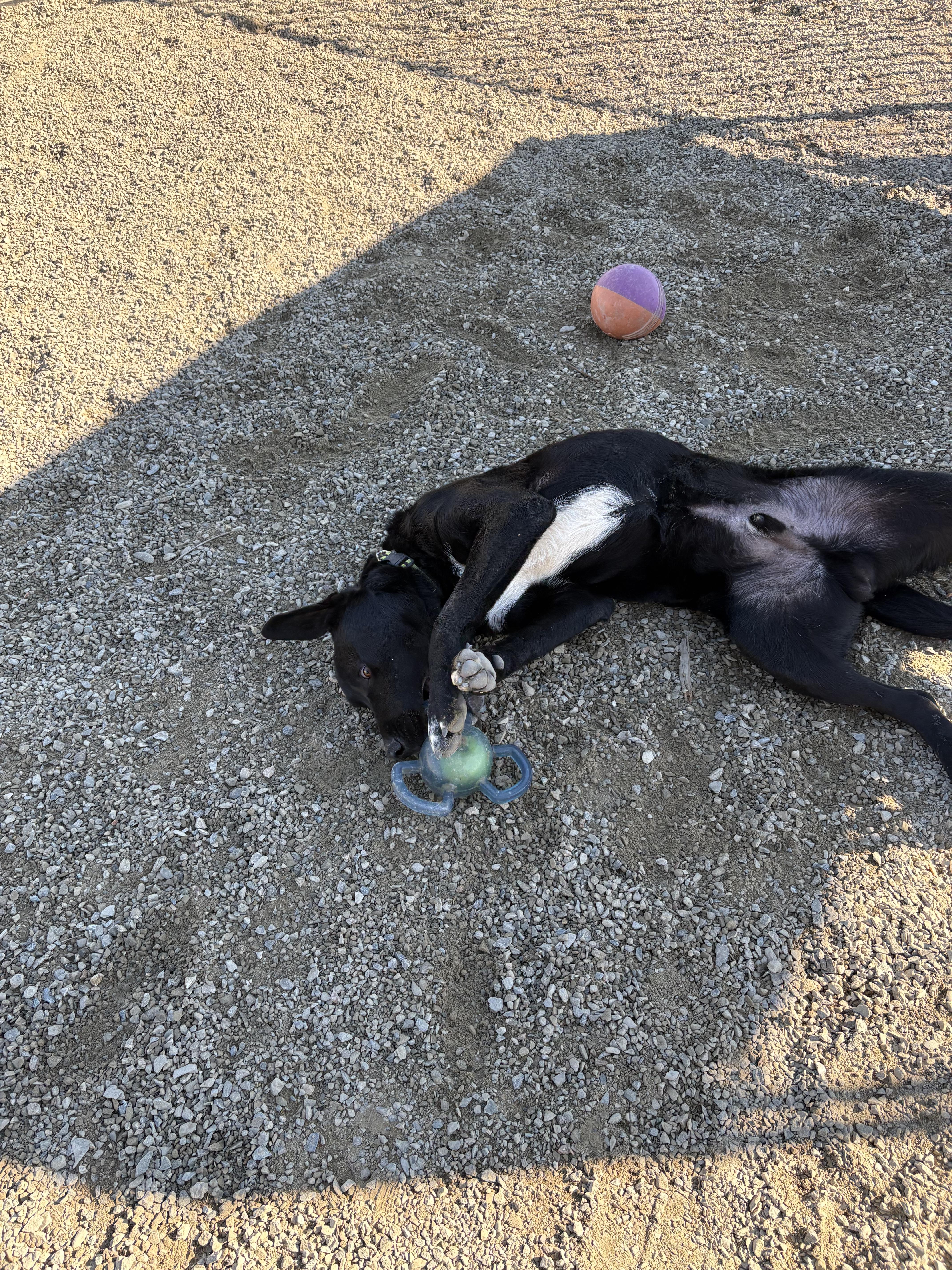 Enlarge Bobble 0124, a Adoptable mixed breed in Sonora, CA image 5/6