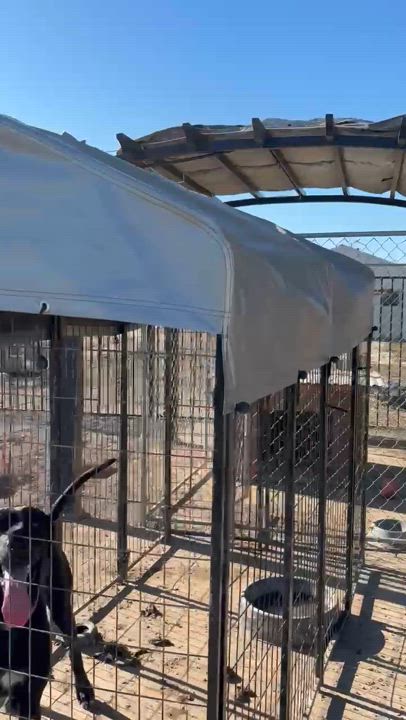 Enlarge Bobble 0124, a Adoptable mixed breed in Sonora, CA video 4/6