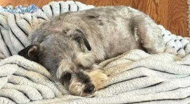 Enlarge Lord Anthony - ADOPTION IN PROCESS, a Adoptable Schnauzer in Grafton, WI image 1/3