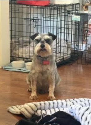 Enlarge Lord Anthony - ADOPTION IN PROCESS, a Adoptable Schnauzer in Grafton, WI image 2/3