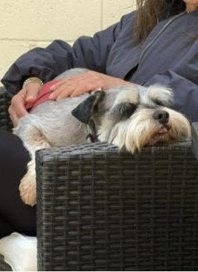 Enlarge Lord Anthony - ADOPTION IN PROCESS, a Adoptable Schnauzer in Grafton, WI image 3/3