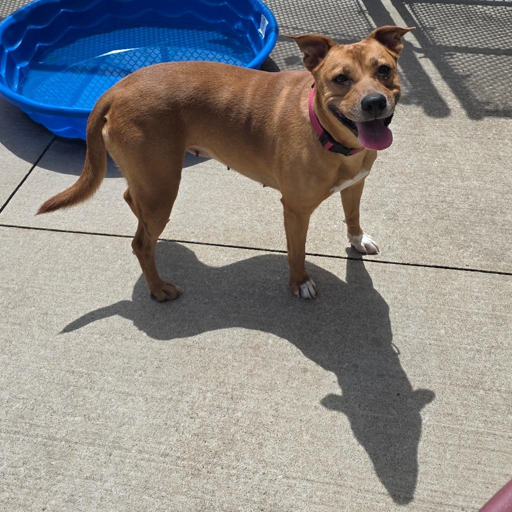 Josie, Adoptable, Adult Female Pit Bull Terrier & Mixed Breed.