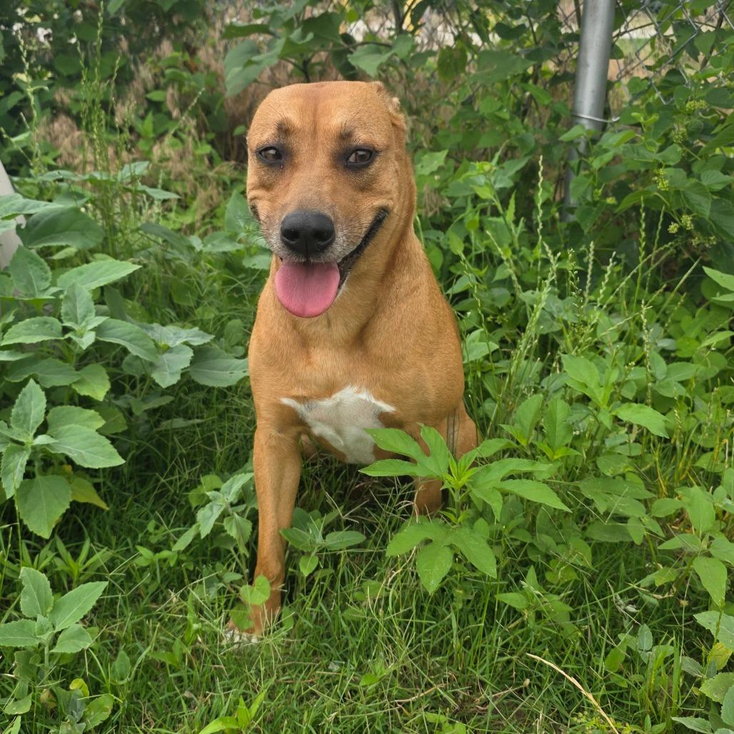 Josie, Adoptable, Adult Female Pit Bull Terrier & Mixed Breed.