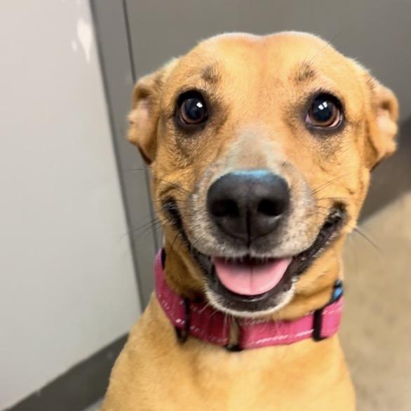 Josie, a Adoptable mixed breed in Norman, OK image 3/5