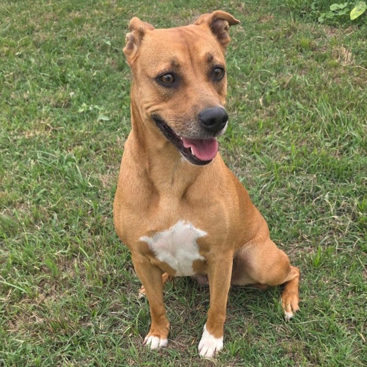 Josie, a Adoptable mixed breed in Norman, OK image 2/3