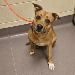 Josie, a Adoptable mixed breed in Norman, OK image 3/3