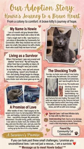 Enlarge Howey, a Adoptable Domestic Short Hair in Webster, MA image 1/3
