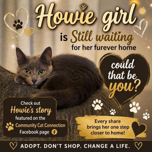 Enlarge Howey, a Adoptable Domestic Short Hair in Webster, MA image 2/3