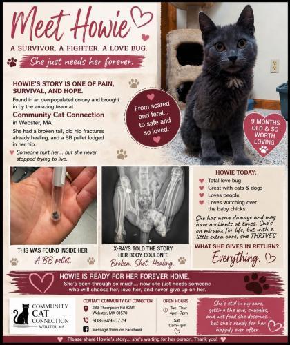 Enlarge Howey, a Adoptable Domestic Short Hair in Webster, MA image 3/3