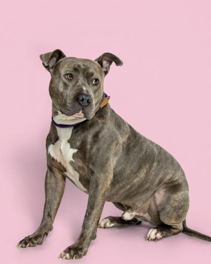 Tank, Adoptable, Adult Male Mixed Breed & Mixed Breed.