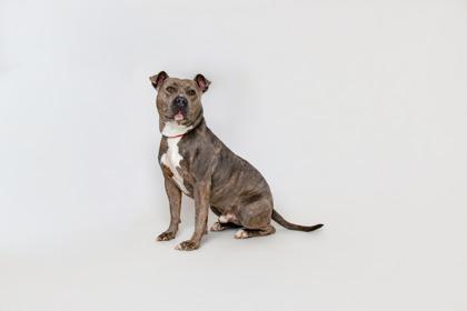 Enlarge Tank, a Adoptable mixed breed in Sevierville, TN image 1/3