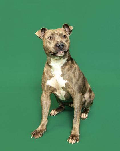 Enlarge Tank, a Adoptable mixed breed in Sevierville, TN image 3/3