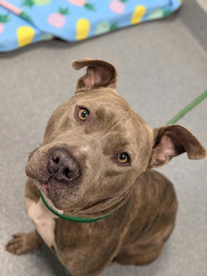 Enlarge Tank, a Adoptable mixed breed in Sevierville, TN image 2/3