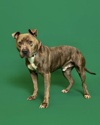 Enlarge Tank, a Adoptable mixed breed in Sevierville, TN image 3/3