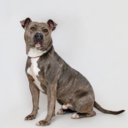 Enlarge Tank, a Adoptable mixed breed in Sevierville, TN image 3/3
