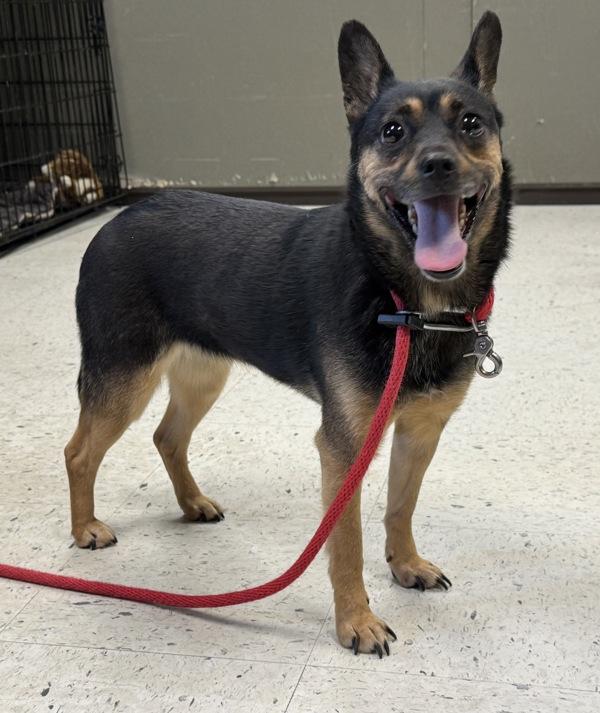 *Pixie*, Adoptable, Adult Female Miniature Pinscher.