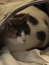 Enlarge Daisy the Cat 1771, a Adopted Domestic Short Hair in Dallas, TX image 1/1