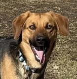 Rae, ADOPTABLE, Adult Female German Shepherd Dog.