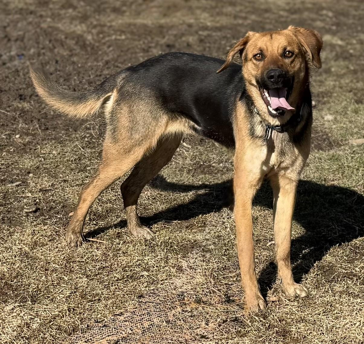 Rae, ADOPTABLE, Adult Female German Shepherd Dog.