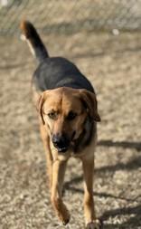 Enlarge Rae, a ADOPTABLE German Shepherd Dog in Hamilton, MT image 5/5