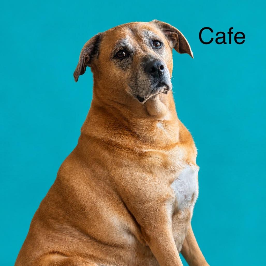 Cafe-Sadie, Adoptable, Senior Female Mixed Breed.