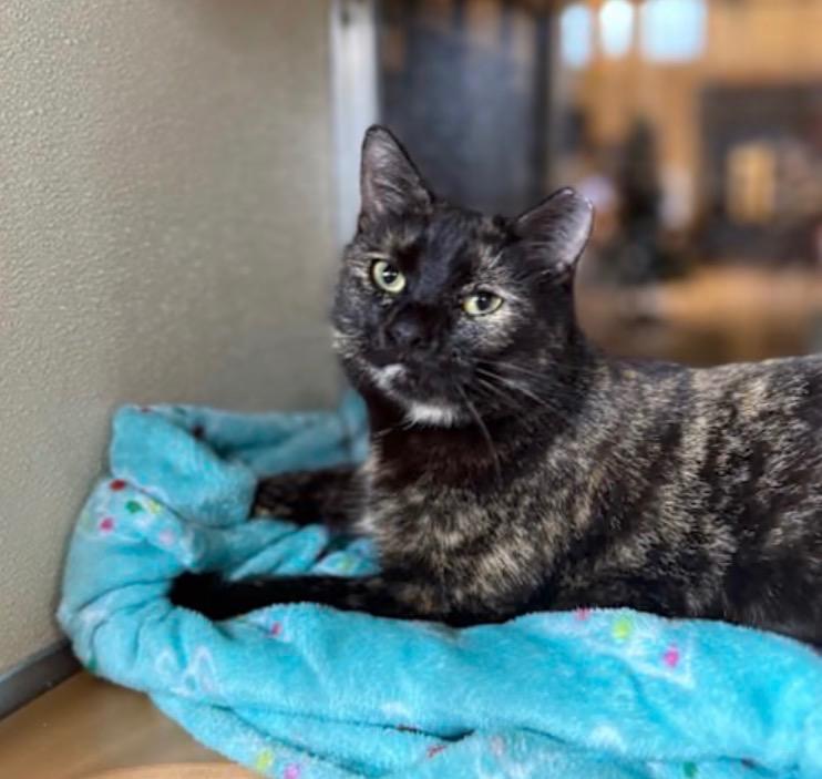 Dove, Adoptable, Adult Female Domestic Short Hair.