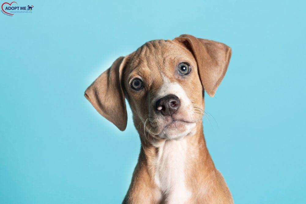 Dinkleberg, Adoptable, Puppy Female Mixed Breed.