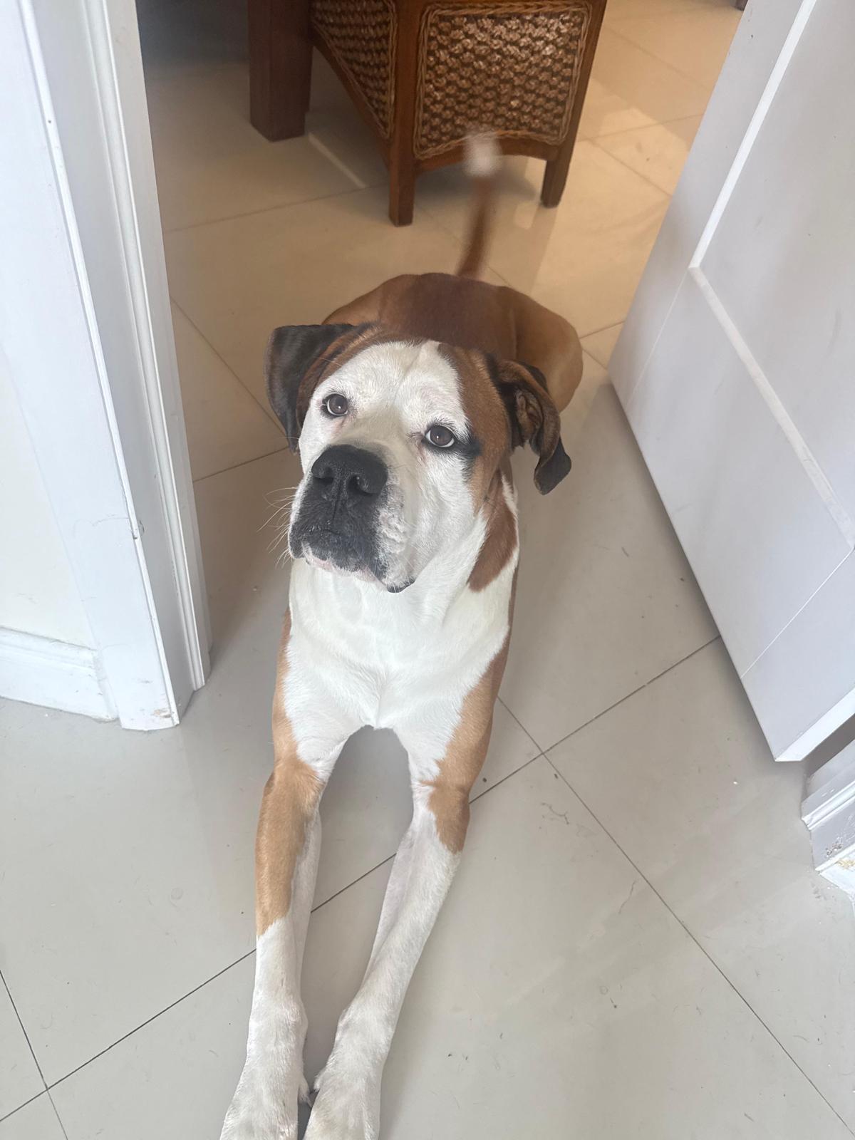 Boomer, a ADOPTABLE mixed breed in orlando, FL image 3/3