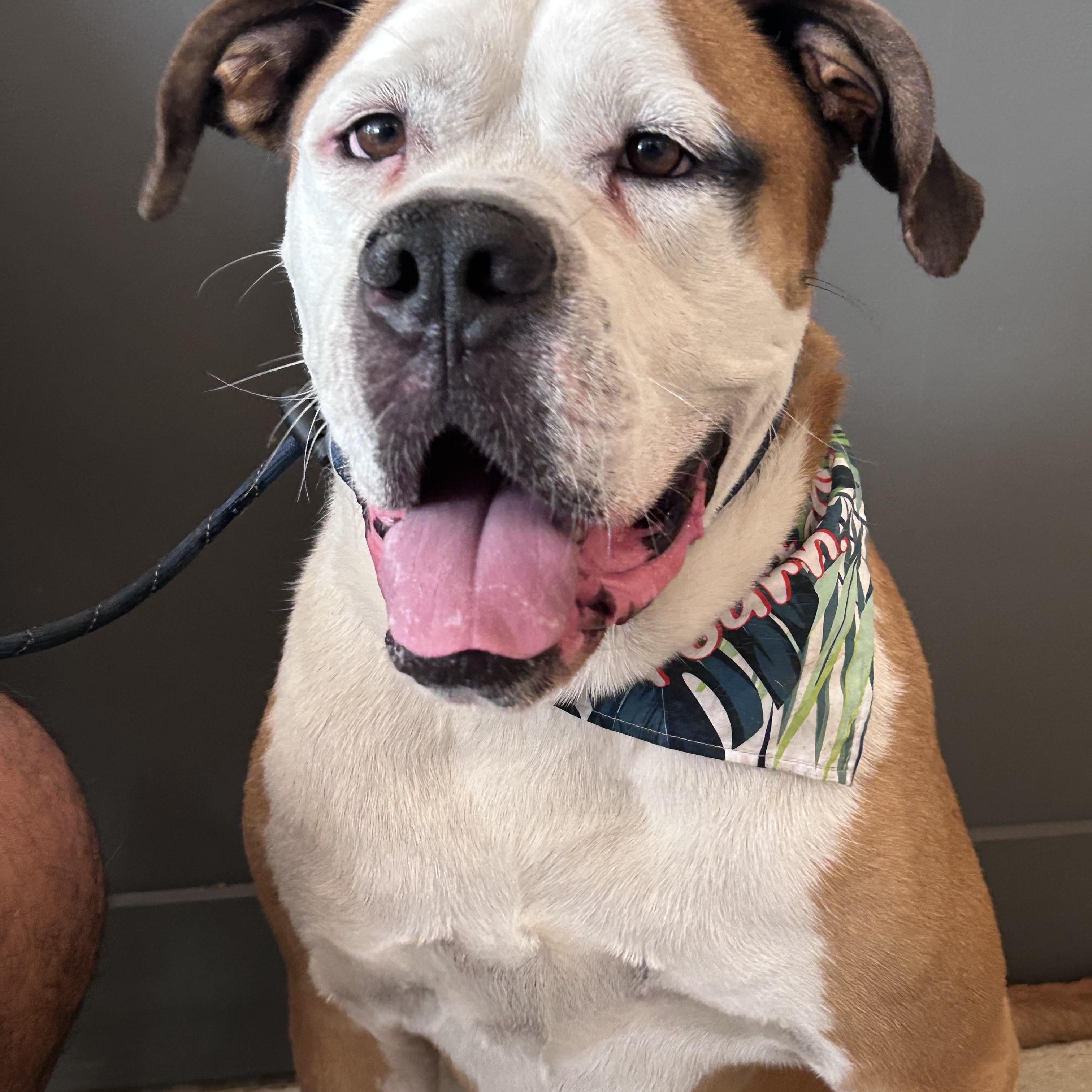 Boomer, Adopted, Adult Male Bulldog.
