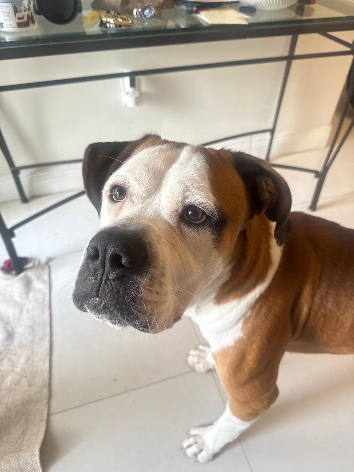Boomer, a ADOPTABLE mixed breed in orlando, FL image 2/3