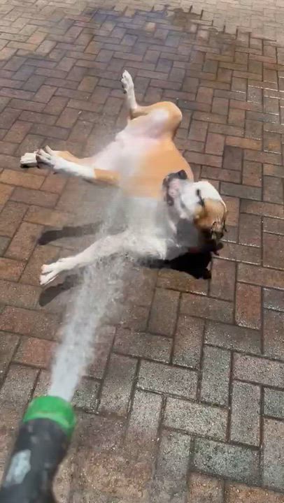 Enlarge Boomer, a Adopted mixed breed in cape coral, FL video 4/6