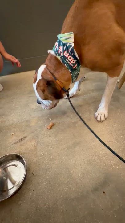 Enlarge Boomer, a Adopted mixed breed in cape coral, FL video 5/6