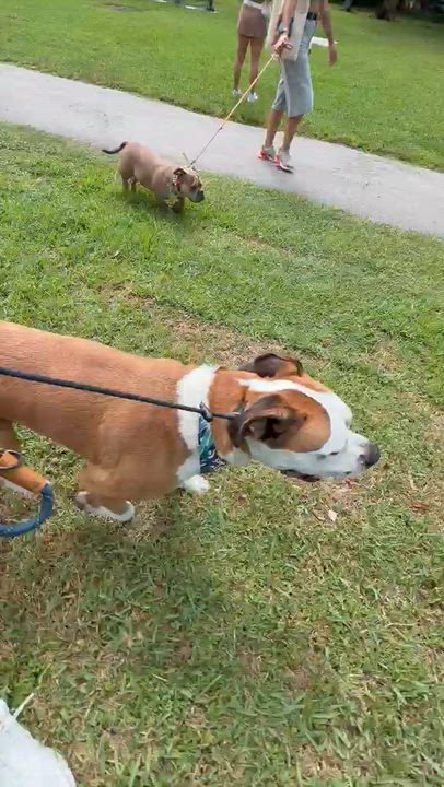 Enlarge Boomer, a Adopted mixed breed in cape coral, FL video 6/6