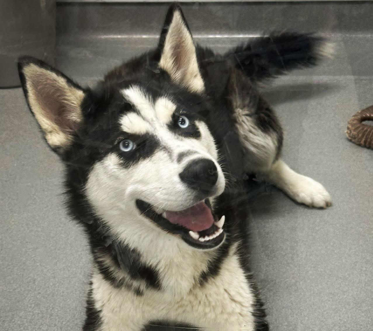 Alexis #5280 (402), a Adoptable Husky in Victorville, CA image 1/2