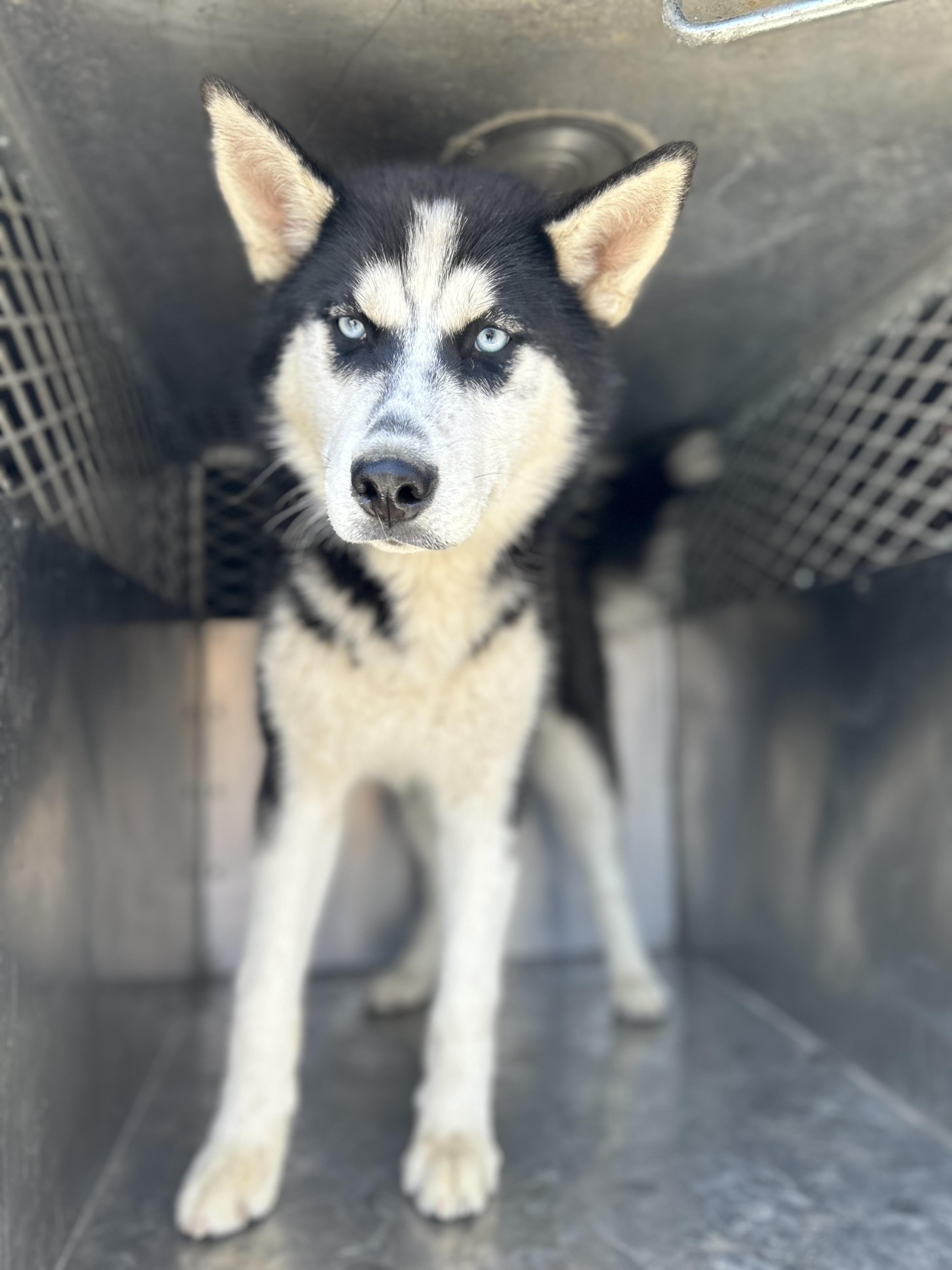 Alexis #5280 (402), a Adoptable Husky in Victorville, CA image 2/2