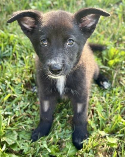Claxton, Adoptable, Puppy Male Catahoula Leopard Dog & Shepherd.