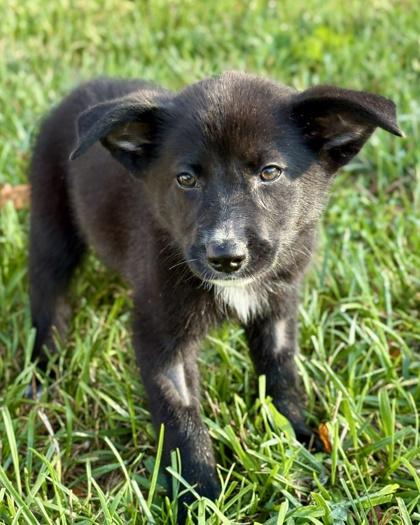 Claxton, Adoptable, Puppy Male Catahoula Leopard Dog & Shepherd.