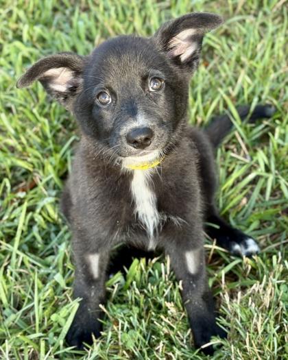 Claxton, a Adoptable mixed breed in Malvern, PA image 2/3