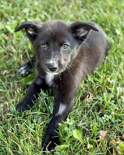 Claxton, a Adoptable mixed breed in Malvern, PA image 3/3