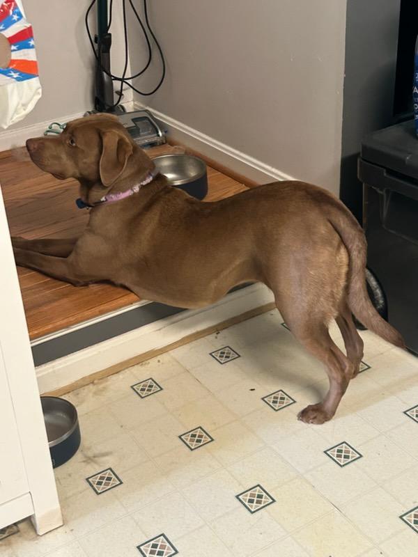 Harper, an adopted mixed breed in Hagerstown, MD image 2/4