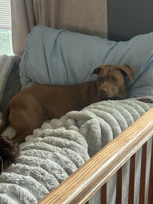 Harper, an adopted mixed breed in Hagerstown, MD image 3/4