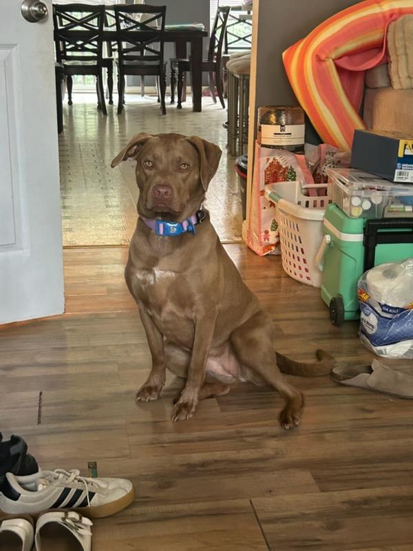Harper, an adopted mixed breed in Hagerstown, MD image 4/4