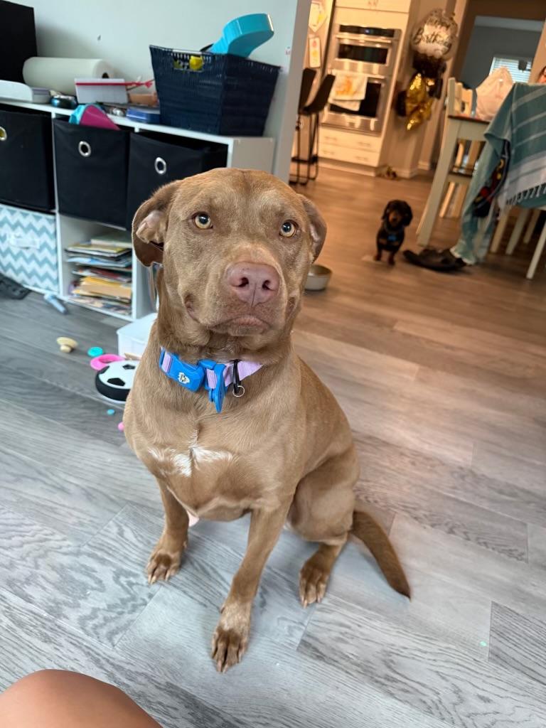 Harper, adopted, Young Female Labrador Retriever & Pit Bull Terrier.